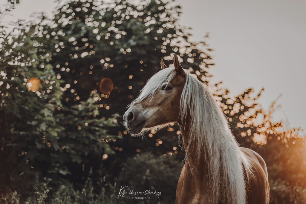 KO6A7399_Ungern-Sternberg_web