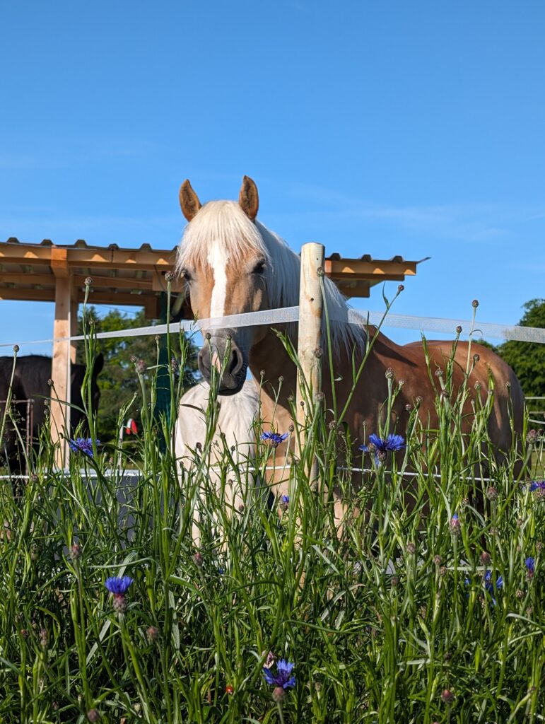 PXL_20240604_060157926