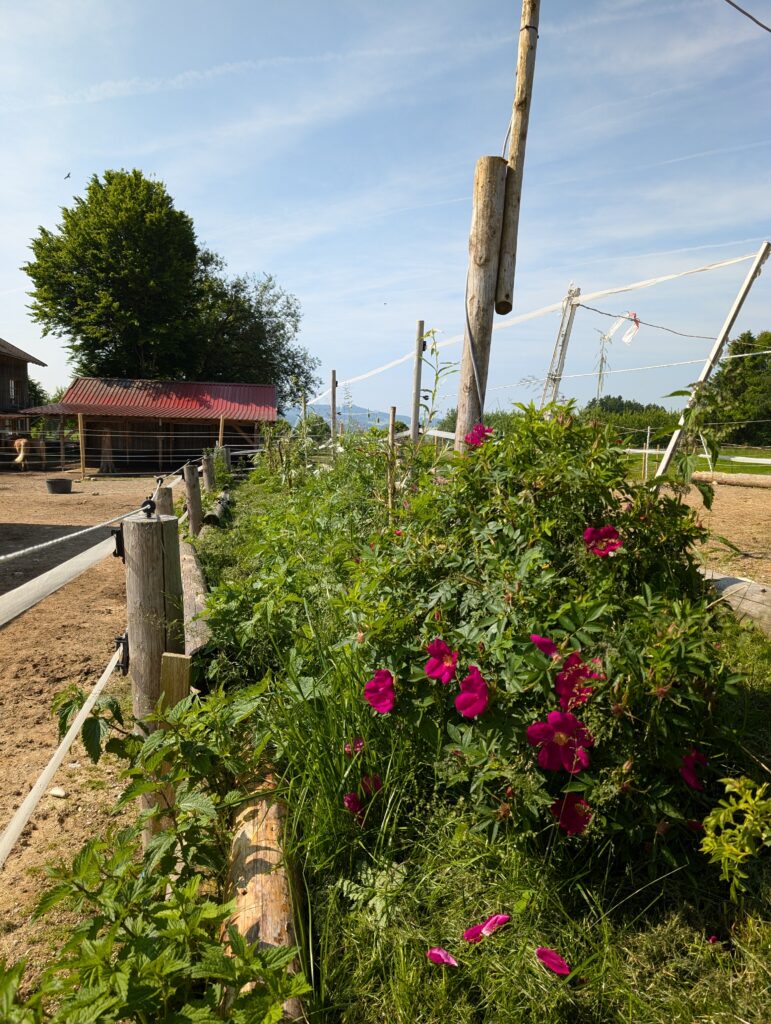 PXL_20250611_081017559.MP